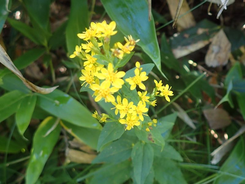 平ヶ岳の黄色い花